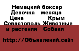 Немецкий боксер. Девочка 4 месяца › Цена ­ 25 000 - Крым, Севастополь Животные и растения » Собаки   